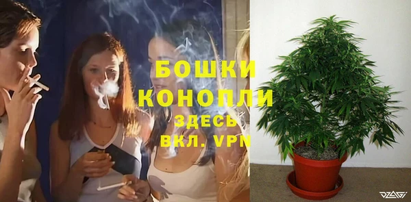 индика Новозыбков